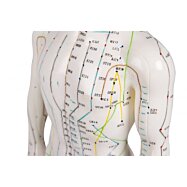 Anatomická akupunktúrna figurína, AcuMaster 50 cm