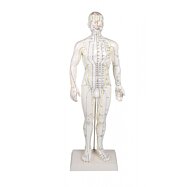 Anatomická akupunktúrna figurína, AcuMaster 50 cm