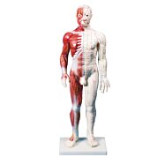 Anatomická akupunktúrna figurína so svalstvom, Dual Insight 60 cm