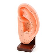 Edukačný model ľavého ucha s akupunktúrnymi bodmi