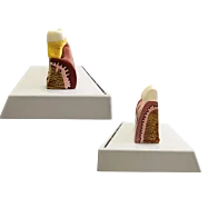 Anatomický model chrupu s priečnym rezom a vyberateľným zubom