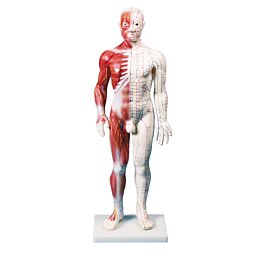Anatomická akupunktúrna figurína so svalstvom, Dual Insight 60 cm