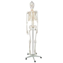 Kostra človeka v životnej veľkosti, anatomický Model, 1:1,180 cm