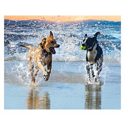 Elektronický výcvikový obojok pre psov s diaľkovým ovládaním a dosahom 800 m – model Pilot - Náhľad