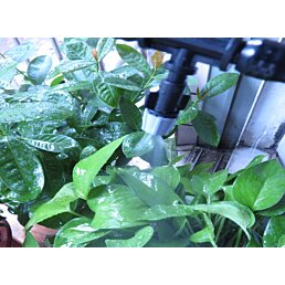 Ochladzovač vzduchu, vodná hmla, 10m, perfect freez - Náhľad