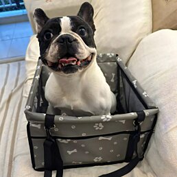 Presnosná taška pre zvieratá CAR-RY-SILVER - Náhľad