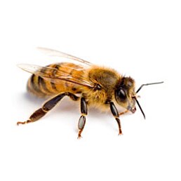 Včelí peľ emulzia, 100% prírodný produkt, 400 ml